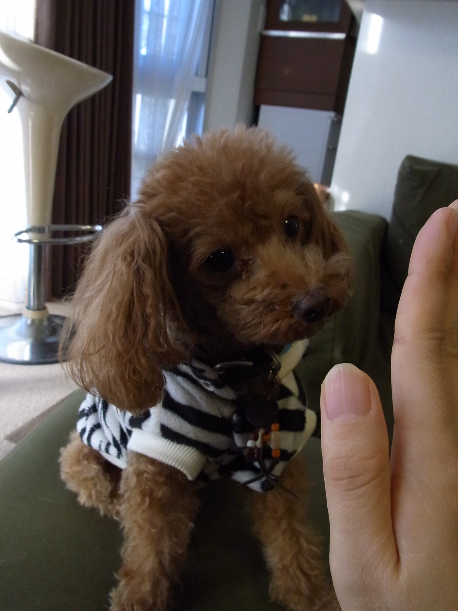 犬とハイタッチ ちまぎょろ獣医日記 べにっき