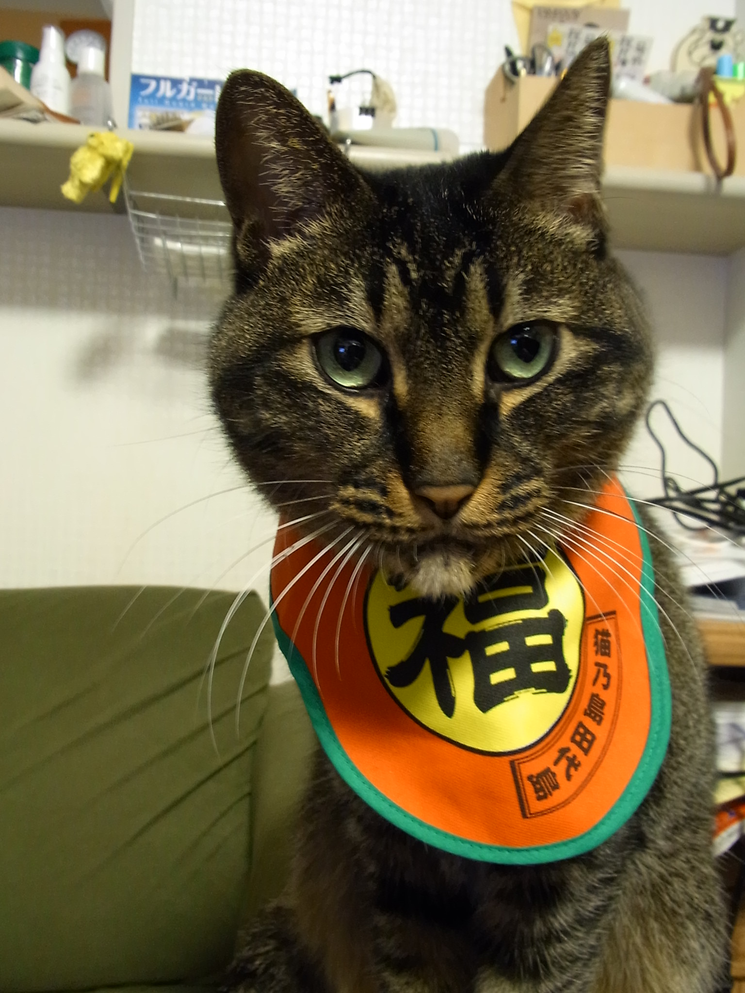 甘噛み 本気噛み ちまぎょろ獣医日記 べにっき