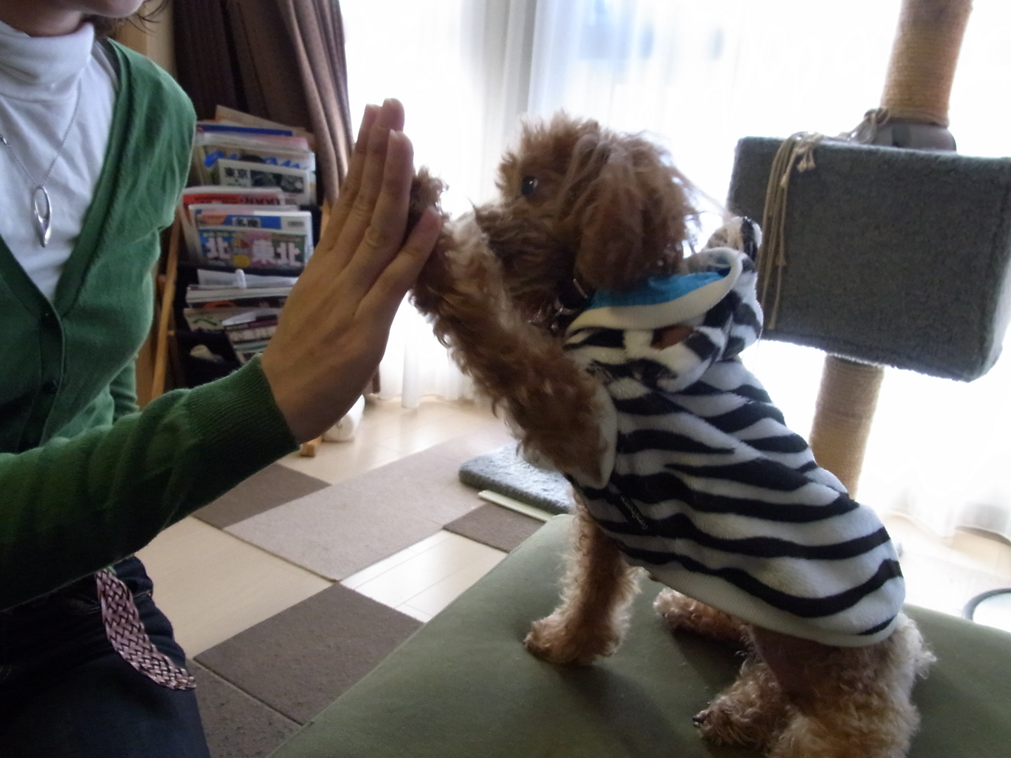 犬とハイタッチ ちまぎょろ獣医日記 べにっき