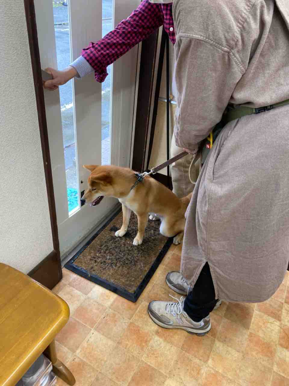 上手にでましょう ちまぎょろ獣医日記 べにっき