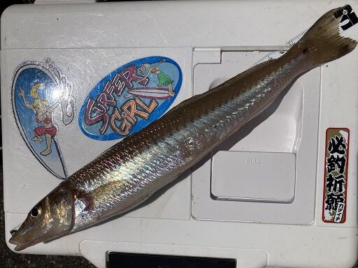 釣下型金幣1尺 神社小さなキズあり