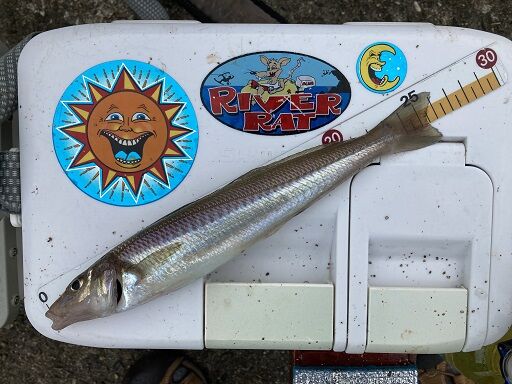 七尾湾浅場でキス釣り 大きな魚は今日も失策 月夜のおっちゃん