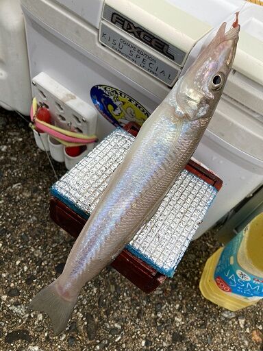 七尾湾浅場でキス釣り 大きな魚は今日も失策 月夜のおっちゃん
