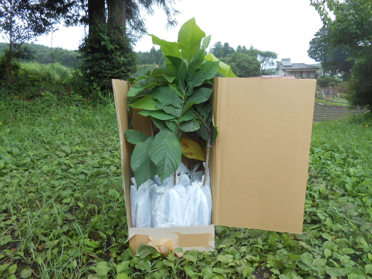 ちもてんポポー園 ヤフオク