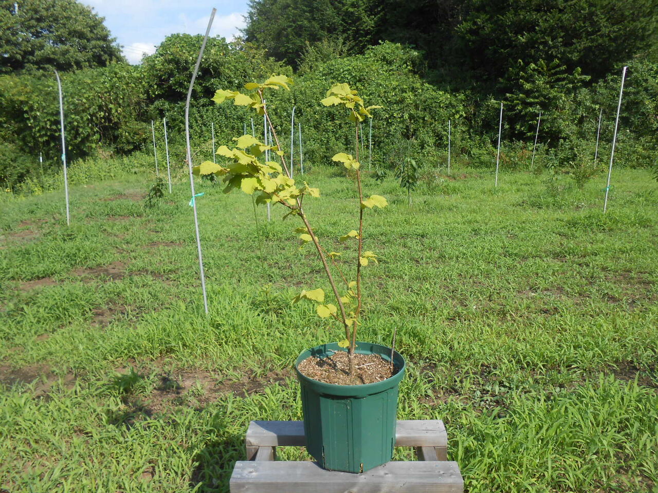 ちもてんポポー園 ヘーゼルナッツ