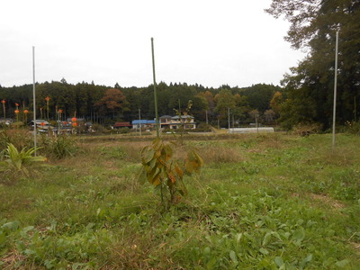 ちもてんポポー園 ピーターソンポポー