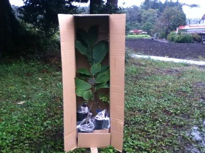 ちもてんポポー園 園芸ネットさんからのピーターソンポポーの苗木について