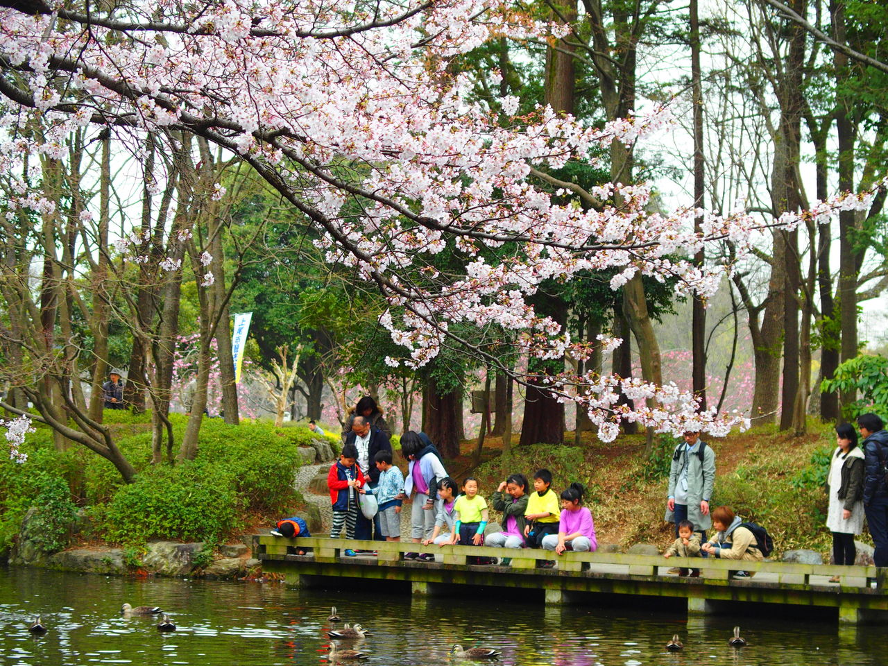 上尾さくらまつり 上尾丸山公園 に行ってきました あげおアッピーガイドの会 ブログ