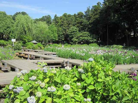 公園小田原城・丸山 022