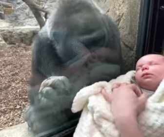 ゴリラ 人間の赤ちゃん 心温まる カサネあんてな 最新のおすすめまとめアンテナサイト