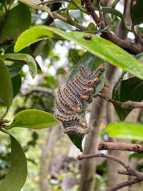 剪定したチャの木から瑞々しい新芽 茶苗話