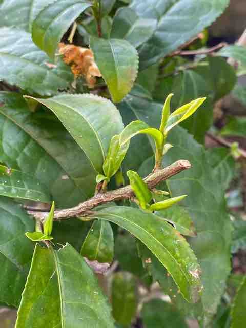 剪定したチャの木から瑞々しい新芽 茶苗話 剪定したチャの木から瑞々しい新芽 茶苗話