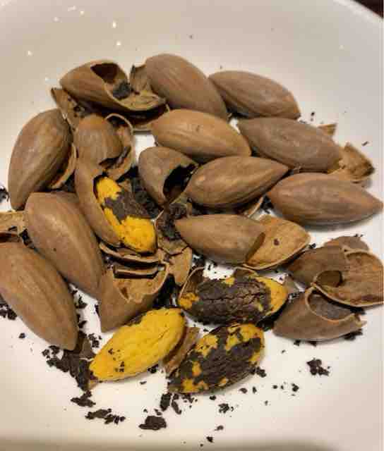 榧 カヤ の実を食べる 茶苗話 榧 カヤ の実を食べる 茶苗話