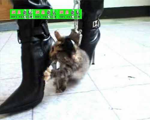 中国：子猫を虐殺する女Ⅱ : 写真で読む中国 ～ 人民とその社会