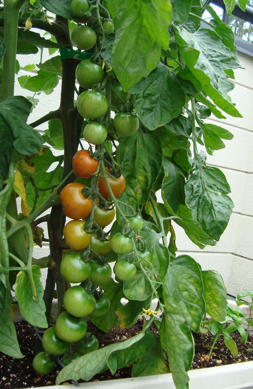 シュガーミニ 72日目 サントリー本気野菜シリーズ Bear Bear Bear Diary