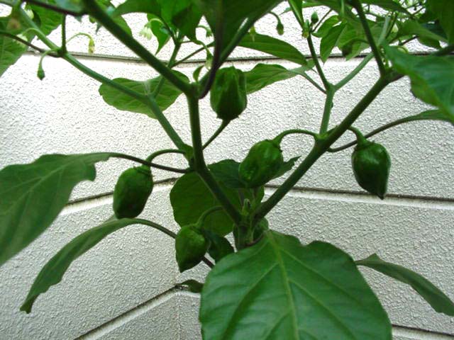 ハバネロ栽培97日目 Bear Bear Bear Diary