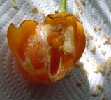 a456e2a4.jpg