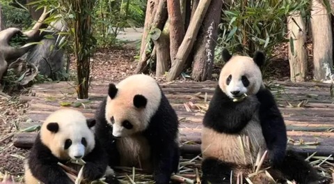 成都大熊猫繁育研究基地