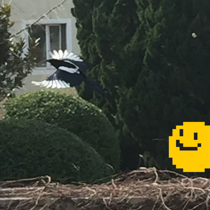 喜鹊 Xǐ Que 七夕にとっても縁が深い鳥 すまいる哥哥の中国語単語