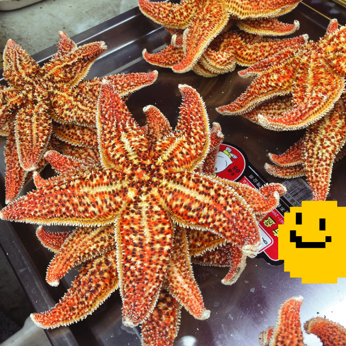 海星 Hǎi Xing これを食べる どないやって すまいる哥哥の中国語単語 海星 Hǎi Xing これを食べる どないやって すまいる哥哥の中国語単語