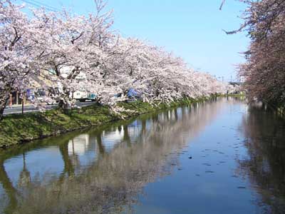 青森の桜