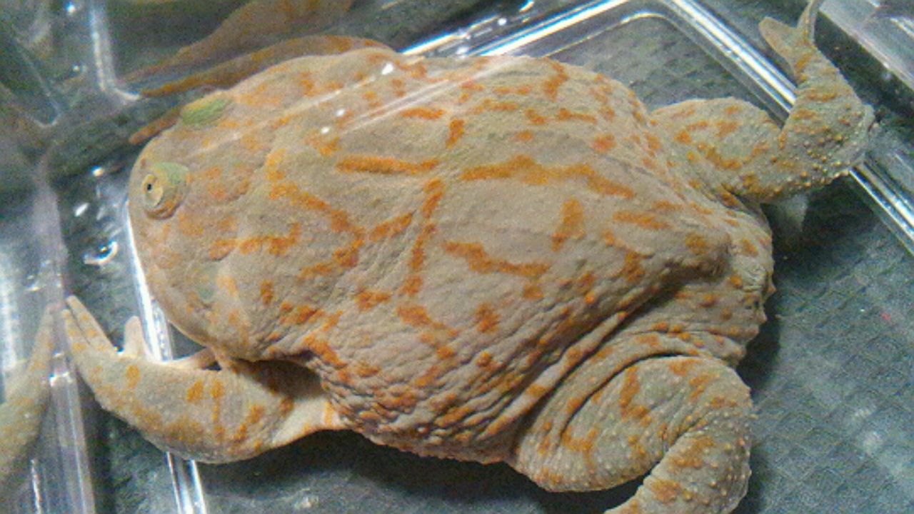 安定のブサイク Chinonet Com 安定のブサイク Chinonet Com