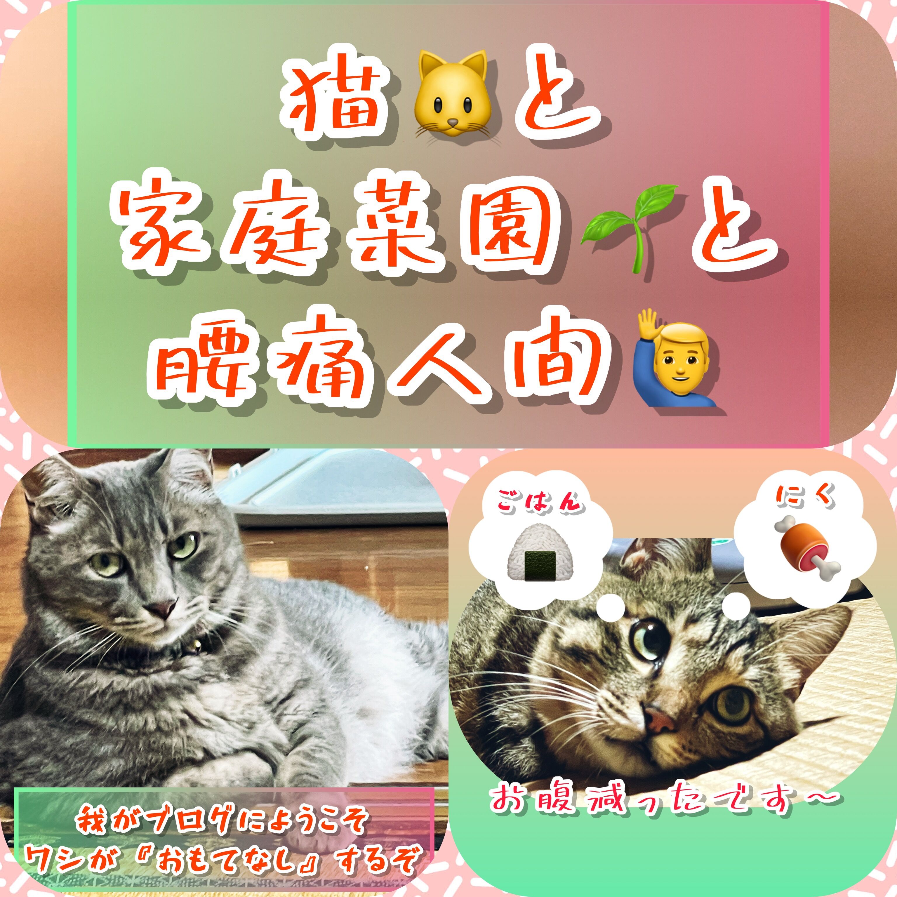 猫 と家庭菜園 と腰痛人間