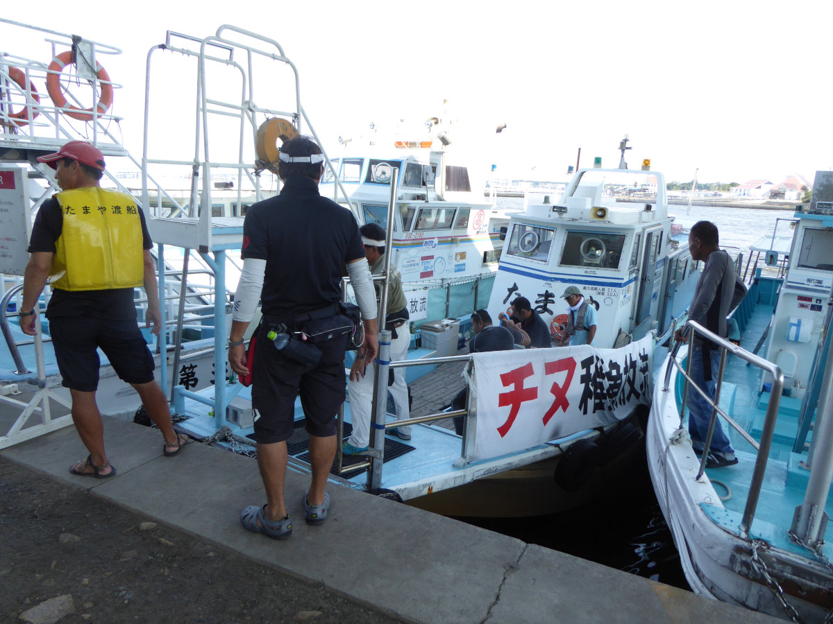 大阪湾チヌ稚魚放流 茅渟関西連合 大阪湾チヌ稚魚放流 茅渟関西連合