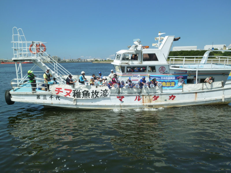 大阪湾チヌ稚魚放流 茅渟関西連合 大阪湾チヌ稚魚放流 茅渟関西連合