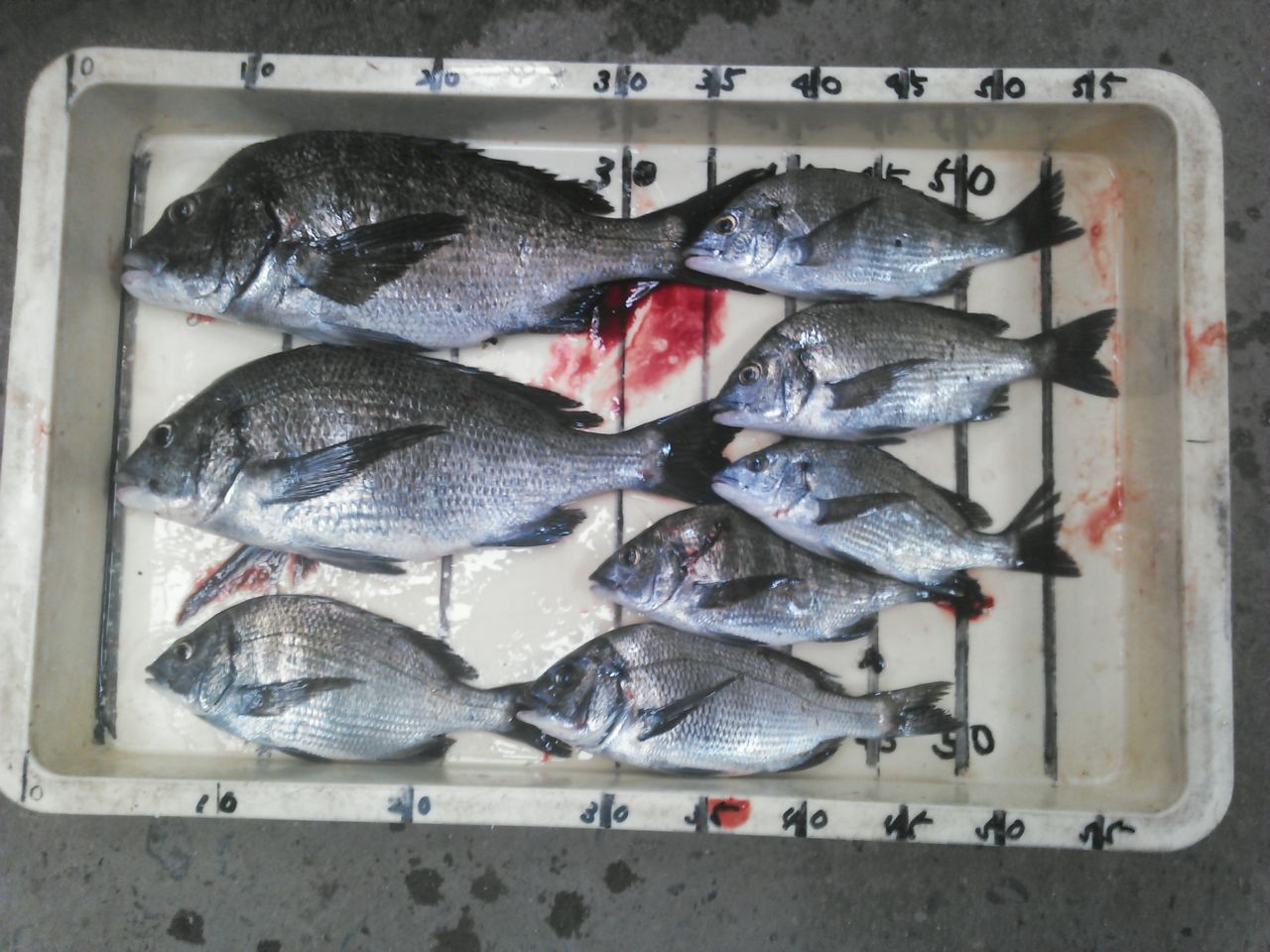 １０年ぶりの久美浜で 超難解チヌアタリと大ヒラメに翻弄される チヌの知 Bream On Hook
