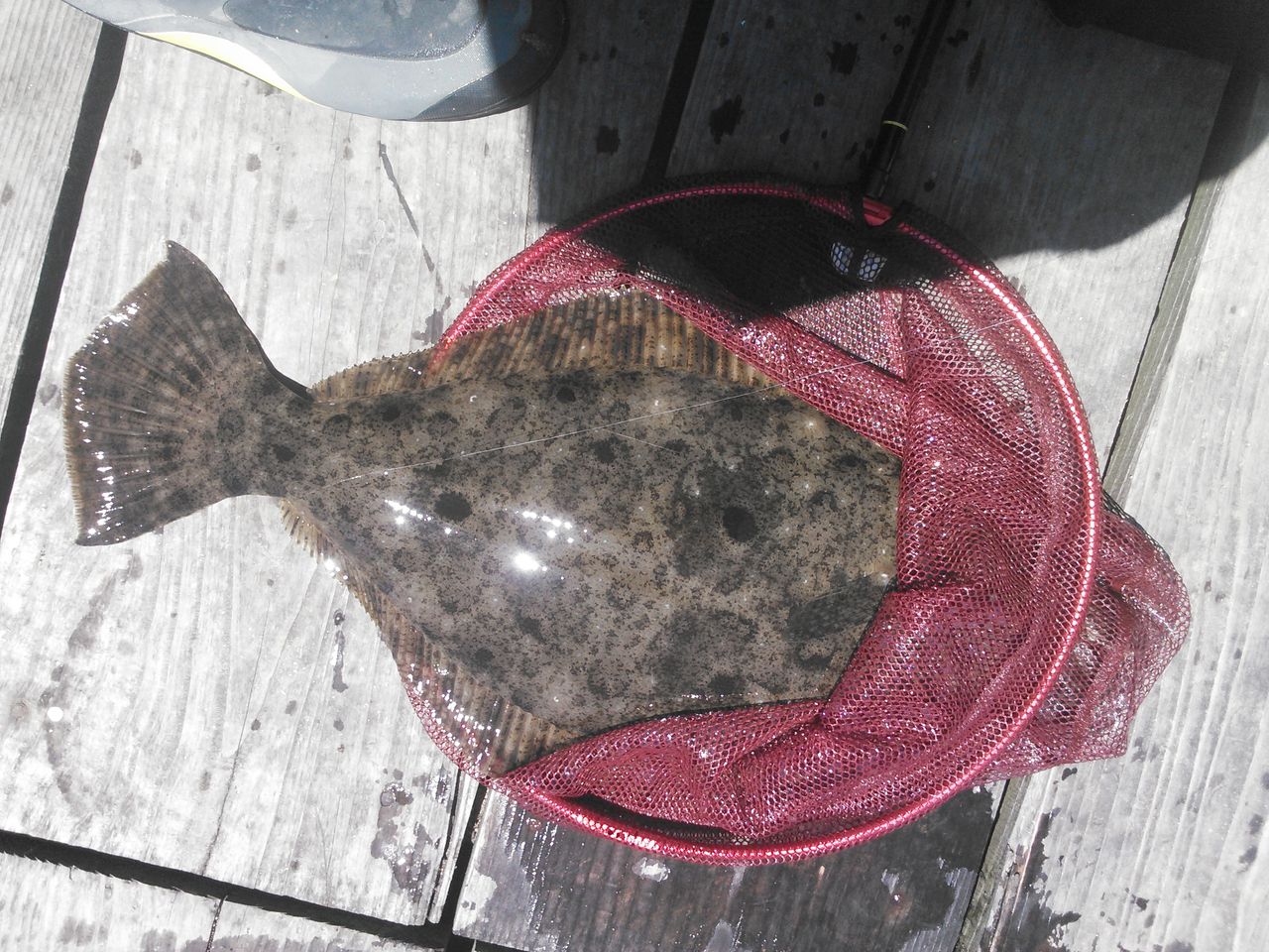 10年ぶりの久美浜で 超難解チヌアタリと大ヒラメに翻弄される チヌの知 Bream On Hook 10年ぶりの久美浜で 超難解チヌアタリと大ヒラメに翻弄される チヌの知 Bream On Hook