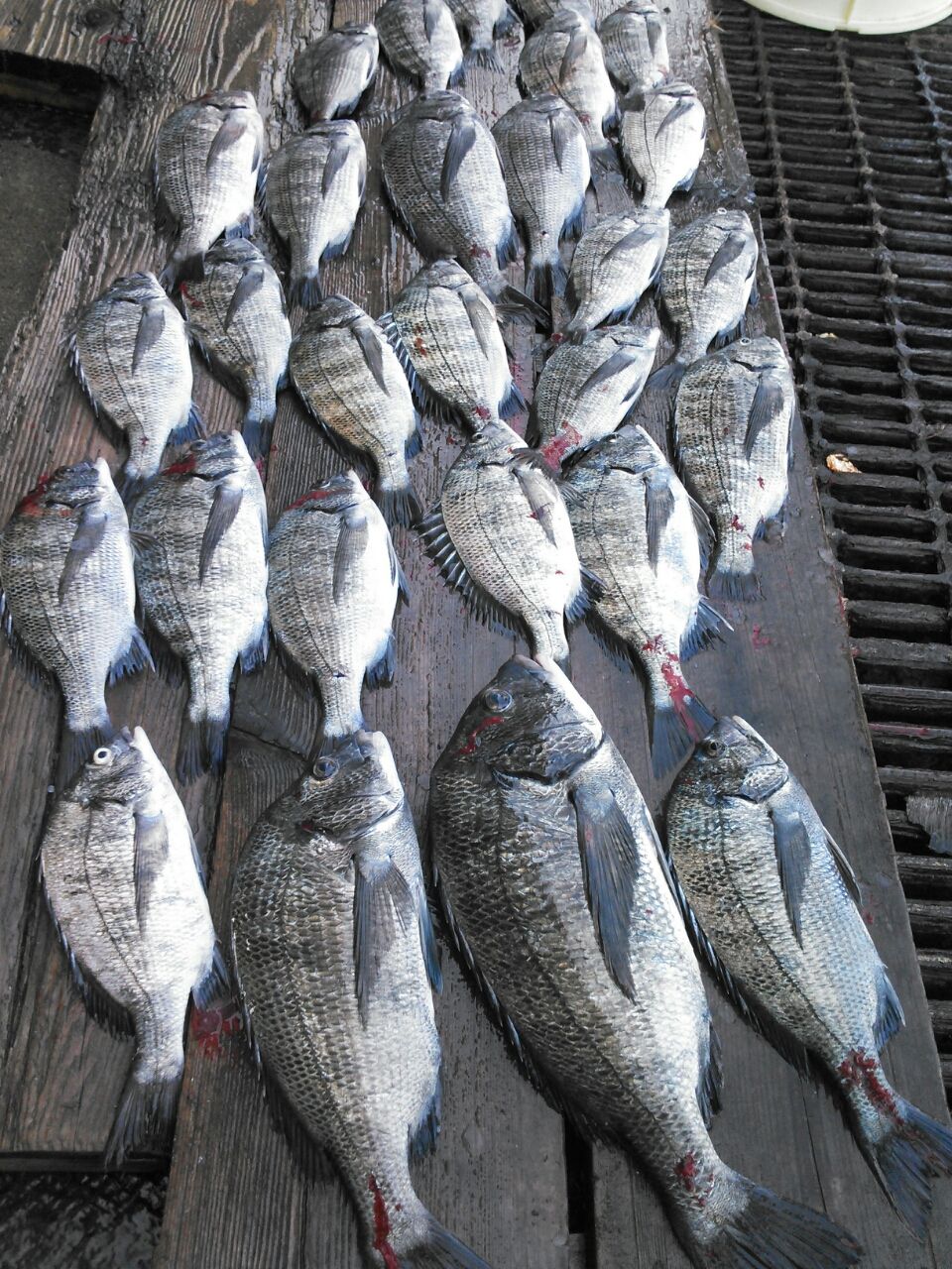 鳥羽小浜二日間釣行はチヌ30枚 28枚 高活性と激渋の両極端の釣り チヌの知 Bream On Hook 鳥羽小浜二日間釣行はチヌ30枚 28枚 高活性と激渋の両極端の釣り チヌの知 Bream On Hook