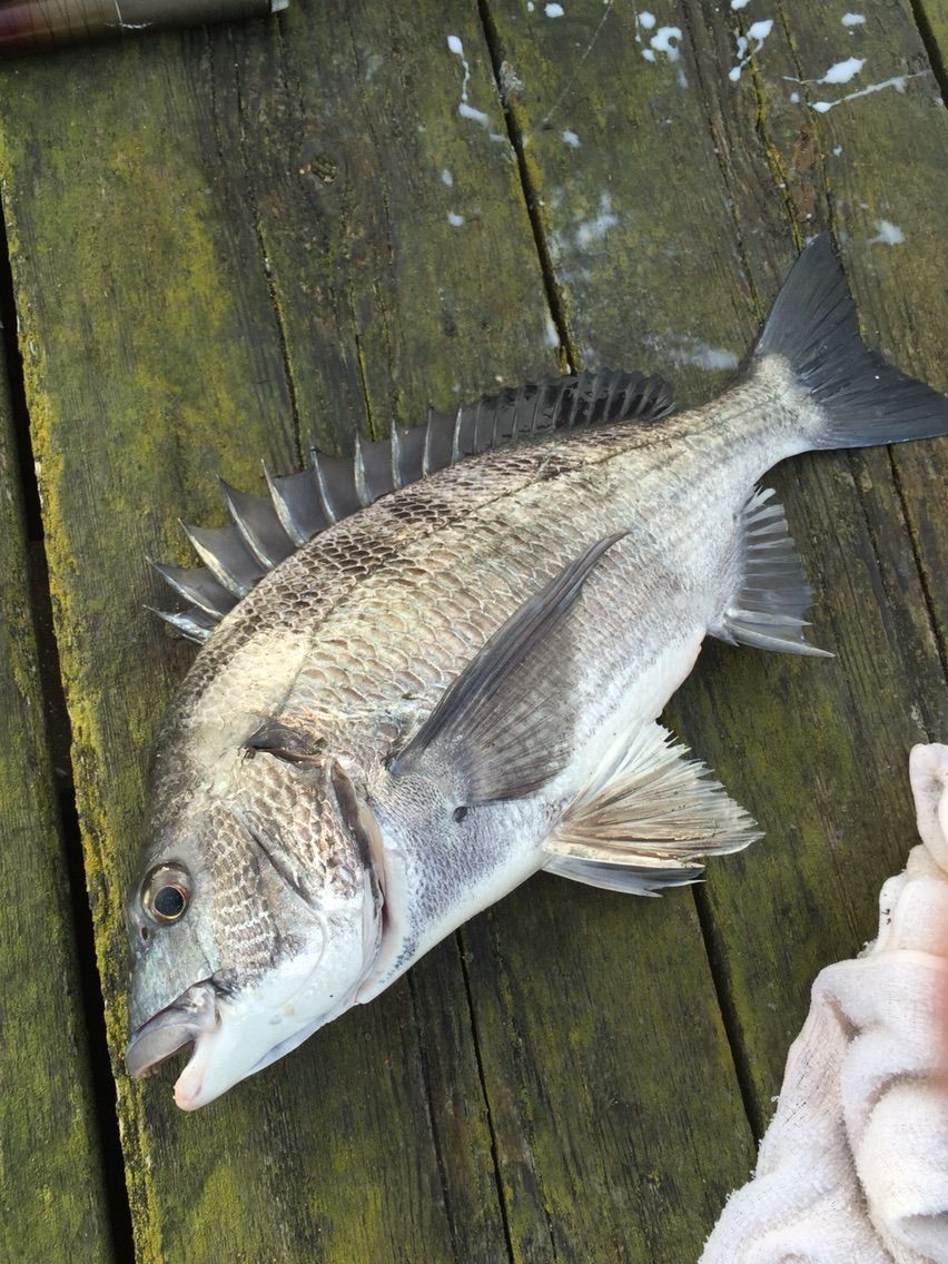 6 12時間でチヌ2枚 2枚の激渋激闘チヌ釣り行脚 チヌの知 Bream On Hook 6 12時間でチヌ2枚 2枚の激渋激闘チヌ釣り行脚 チヌの知 Bream On Hook