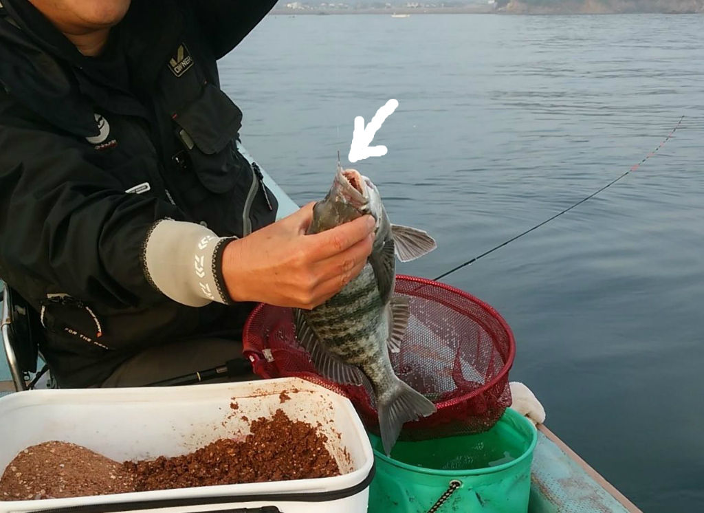 アタリとアワセを考える くちびる一枚の釣り チヌの知 Bream On Hook