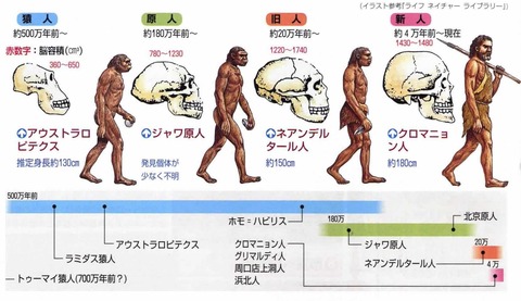 脳の進化（容量）２