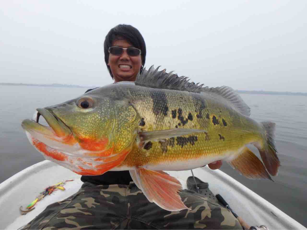 マレーシア釣行 今年2度目のピーコックバスの聖地 野池群での2日間の