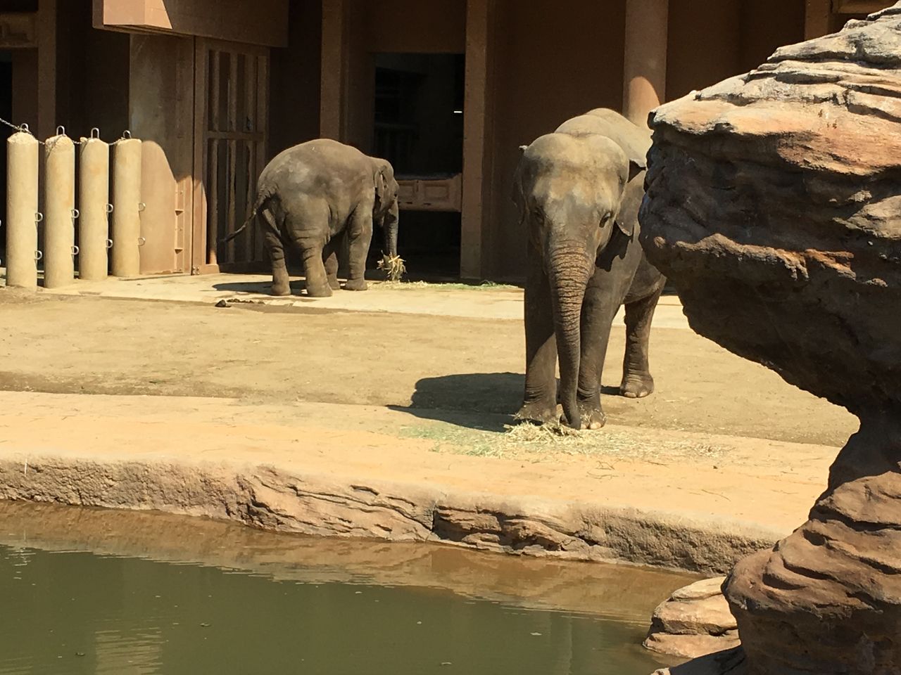 チルチル フィギュアの部屋 キン肉マン ワンピース ドラゴンボールetc ゲーーーッ 象の超人