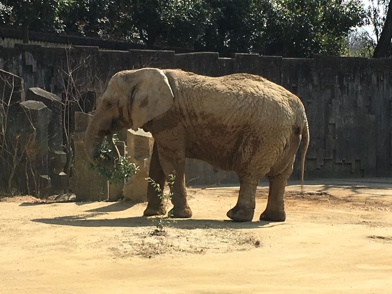 チルチル フィギュアの部屋 キン肉マン ワンピース ドラゴンボールetc ゲーーーッ 象の超人