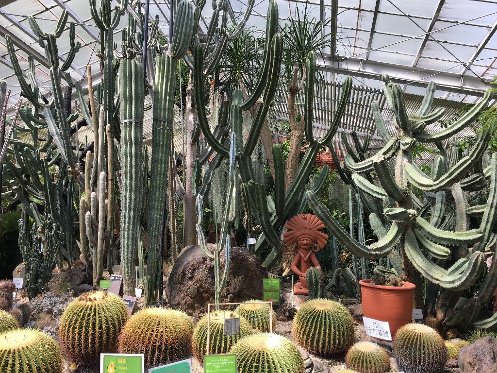 チルチル フィギュアの部屋 キン肉マン ワンピース ドラゴンボールetc 懐古堂 ハラボテマッスル