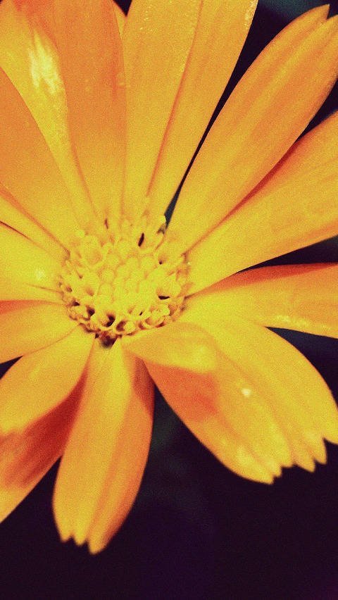 com_daisy-yellow_iphone5