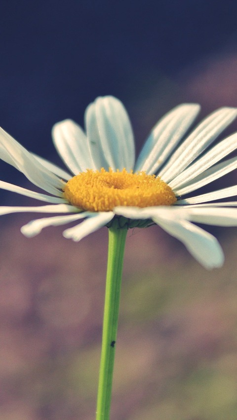 Iphone5用の花 自然の壁紙 Nature Wallpaper Iphone5用の花 自然の壁紙 Nature Wallpaper