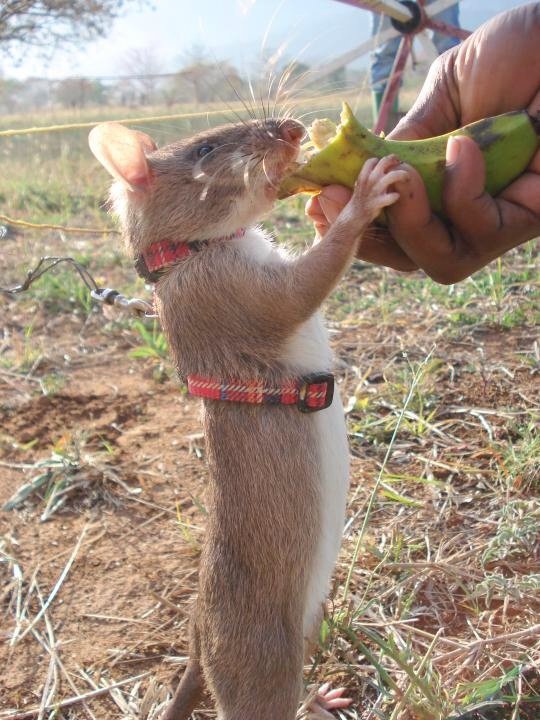 働く動物 ちさブログ 働く動物 ちさブログ