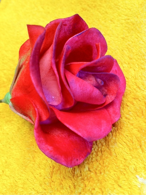 海保知里オフィシャルブログ「NYでなりゆ記」Powered by Ameba-未設定