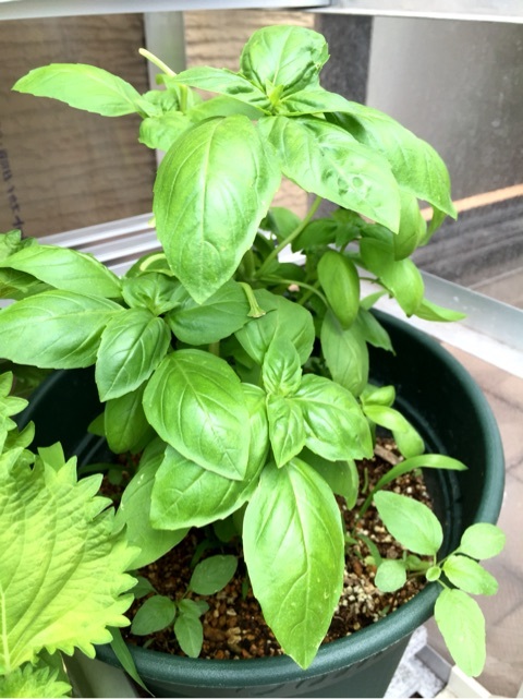 {4BD911CE-08F2-487D-96C1-8ADC184FB9A6:01}