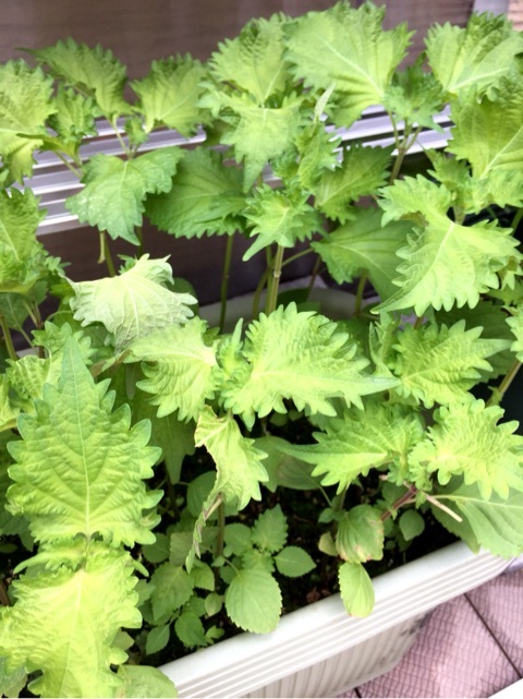 {21C3C31C-F33A-40EF-ACC2-9972BB510AF4:01}