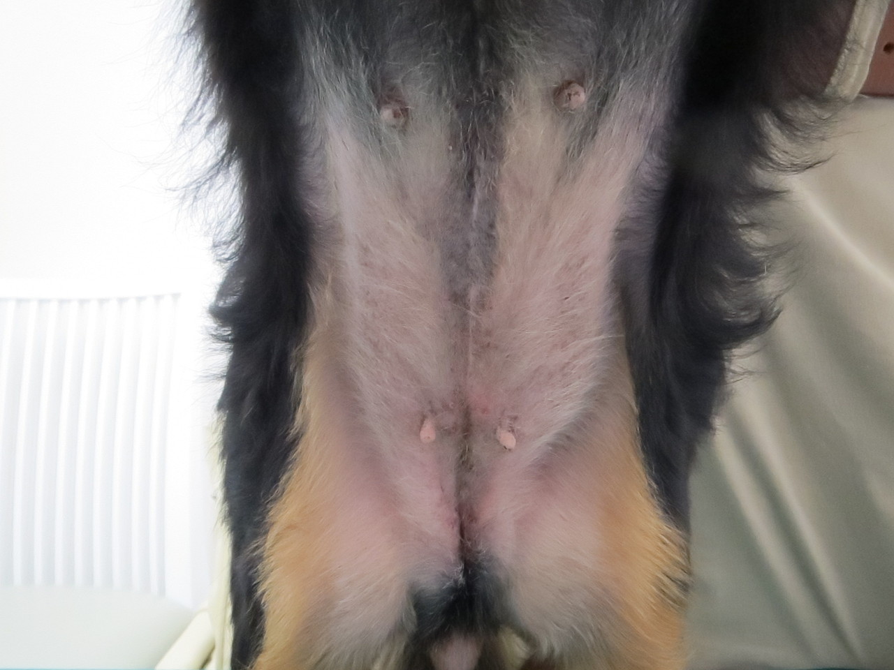 本日の患者さん 長谷川先生とちーすけのブログ