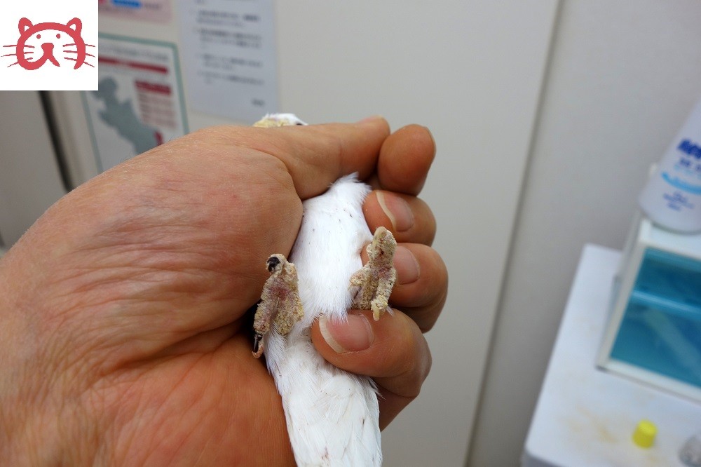 セキセイインコの疥癬症【京都府 宇治市 いちのさか動物病院】 長谷川先生とちーすけのブログ セキセイインコの疥癬症【京都府 宇治市 いちのさか動物病院】 長谷川先生とちーすけのブログ