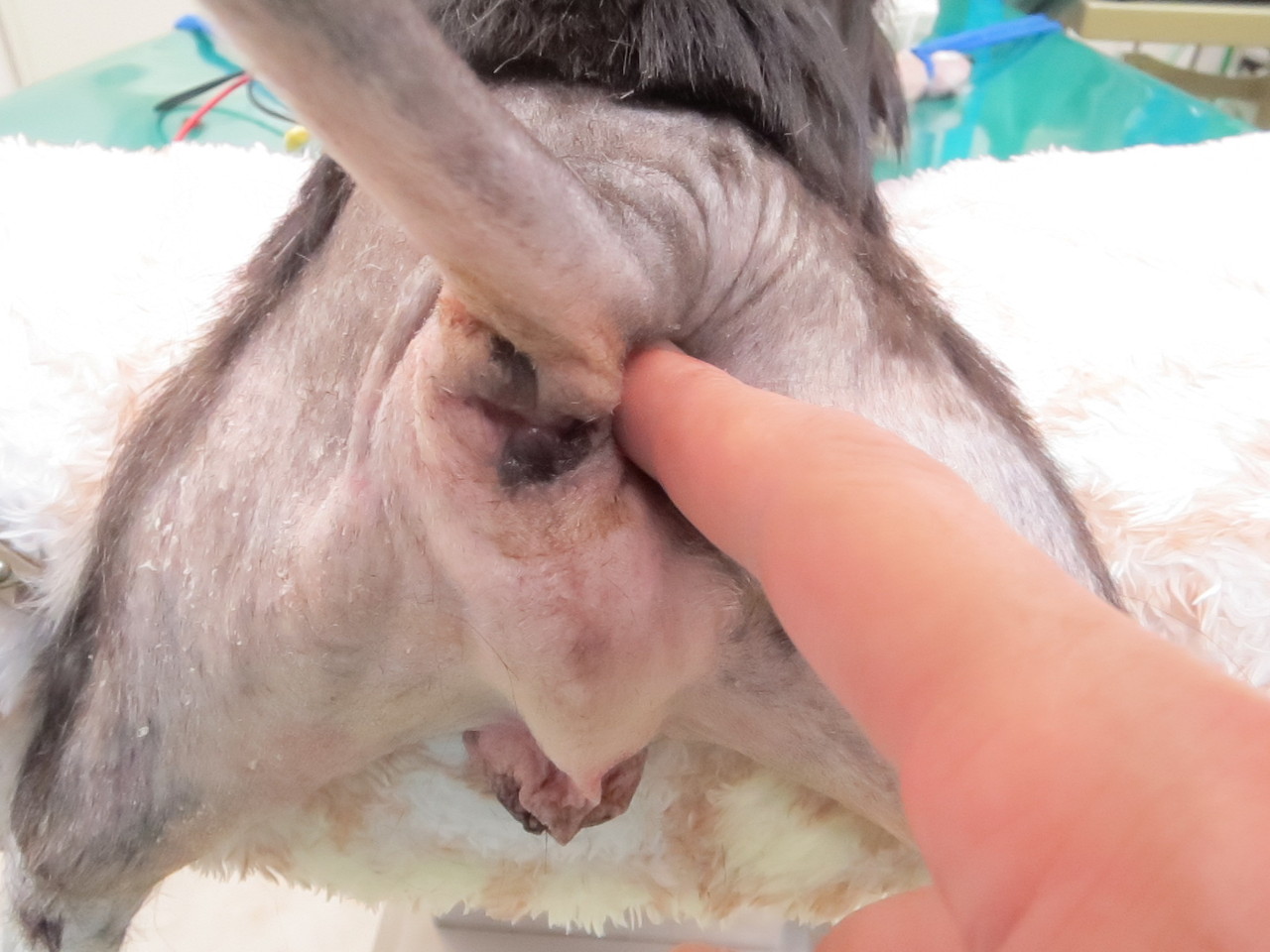 脱毛と血便がみられたチワワ君 その2 京都府 宇治市 いちのさか動物病院 長谷川先生とちーすけのブログ 脱毛と血便がみられたチワワ君 その2 京都府 宇治市 いちのさか動物病院 長谷川先生とちーすけのブログ
