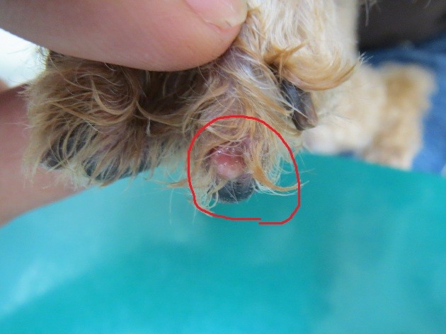 爪が折れてしまったわんちゃん 京都府 宇治市 いちのさか動物病院 長谷川先生とちーすけのブログ