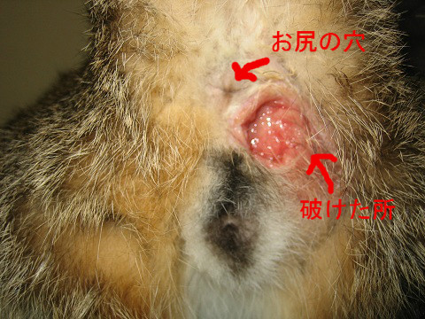 猫ちゃんの臭のう破裂 京都府 宇治市 いちのさか動物病院 長谷川先生とちーすけのブログ